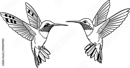 Hummingbird silhouettes hovering with wings spread, detailed flying bird vector illustration symbolizing agility, beauty and nature, wildlife design isolated on white background