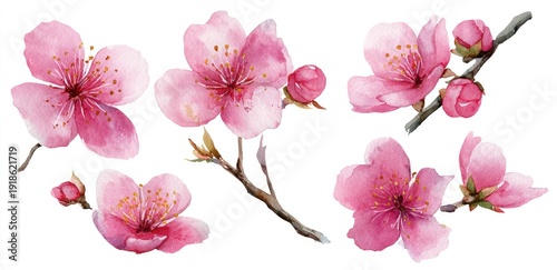 Watercolor painting of pink blossoming cherry flowers, with buds and branches, on white background
