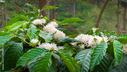 Fragrant White Coffee Flowers Blooming in Plantation.