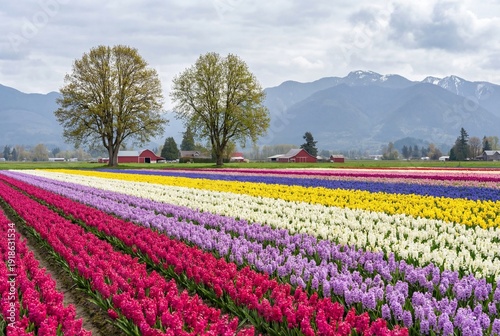 Wallpaper Mural Vibrant colorful tulip field blooming in spring valley with mountains Torontodigital.ca