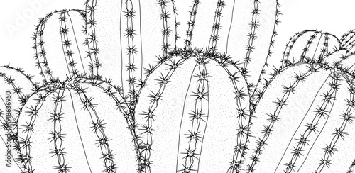 A detailed black and white illustration of multiple cacti showcasing their spines and stems in a desert landscape from a frontal viewpoint