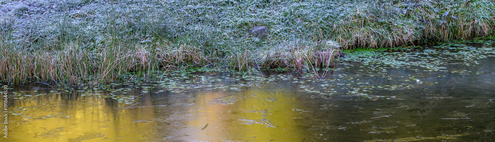 Obraz premium Frozen winter nature background, iced over pond with pattern and texture and yellow of sunlight reflecting on top, and frosted green grass bank in background 