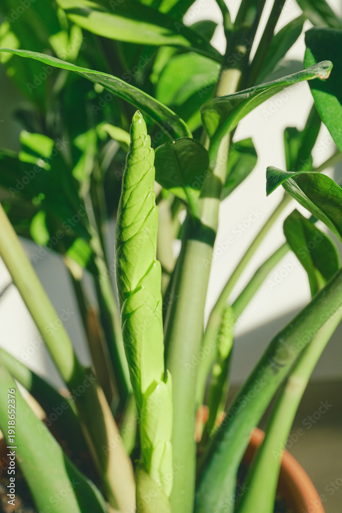 Fototapeta premium Zz plant new leaf unfurling and developing in home environment