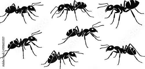 A collection of black ant vector illustrations depicted in various poses ideal for nature pest control or teamwork concepts