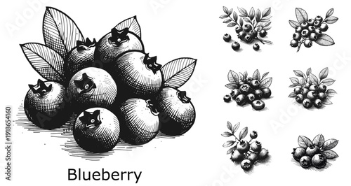 Nature’s Blue Gems Blueberrys fruit vintage illustration linework ink sketch hand drawn pen drawing vector svg