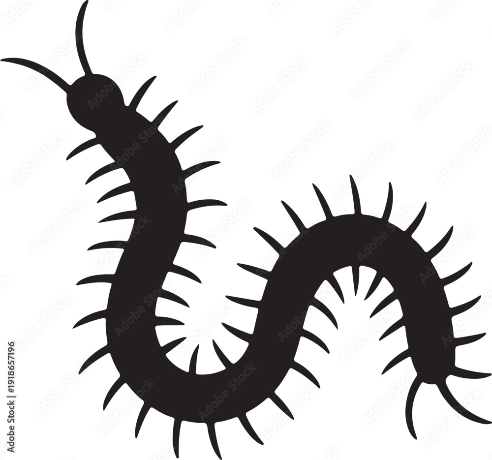 Fototapeta premium Vector art of a black centipede with many legs is shown, its body curved in an sshape, antennae extended, creating a striking contrast against the white backdrop