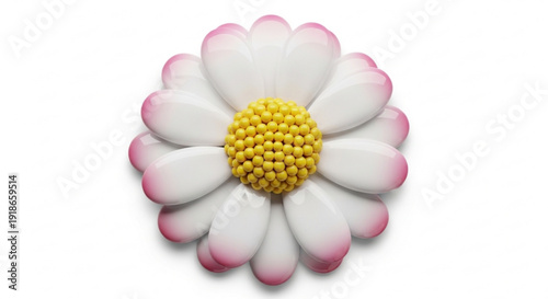 Beautiful white daisy flower with pink tips and yellow center on plain background