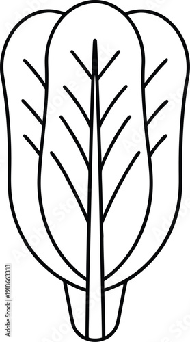 chazeret romaine lettuce line art vector illustration on transparent background