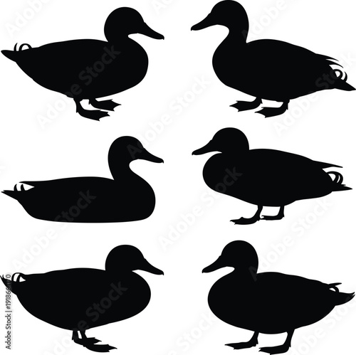 Six black duck silhouettes in various poses on white background