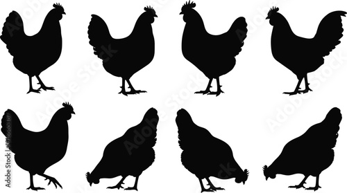 Chicken hen silhouette collection with farm poultry standing walking pecking poses vector illustration set isolated