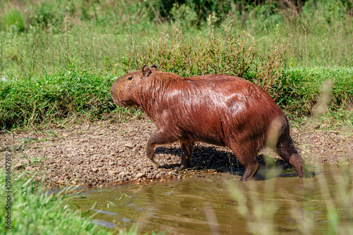 Capybara emerging from a pond in its natural habitat in El Palmar National Park