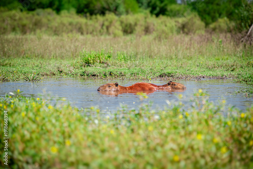 Pair of capybaras resting in a pond in their natural habitat in El Palmar National Park