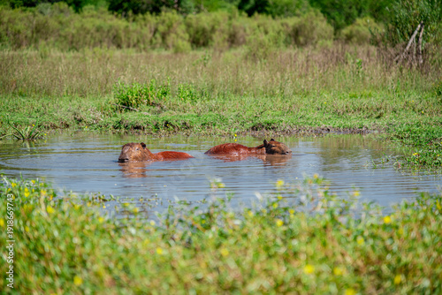 Pair of capybaras resting in a pond in their natural habitat in El Palmar National Park