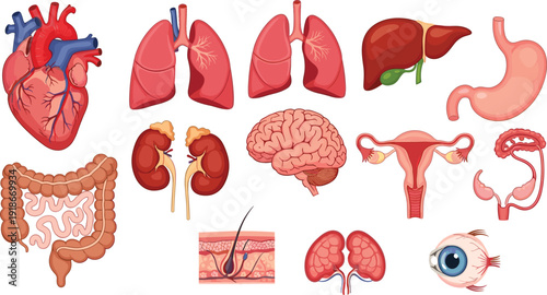 Human organs anatomy medical illustration set, heart lungs brain kidney liver stomach uterus eye digestive system healthcare education vector collection design