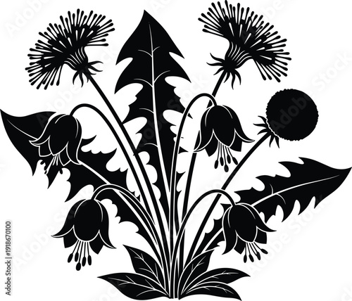 Black vector silhouette illustration of blooming dandelions with jagged leaves and delicate flower buds for botanical nature gardening and herbal medicine branding design