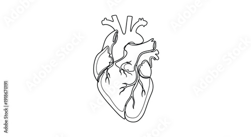 Human heart anatomical drawing, continuous line art