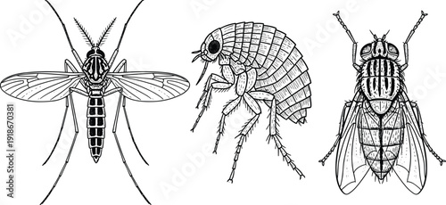 Mosquito flea and fly hand drawn insect engraving illustration set detailed pest anatomy vintage scientific entomology collection isolated artwork