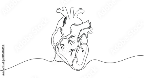 Realistic Human Heart, Single Line Drawing Medical Art
