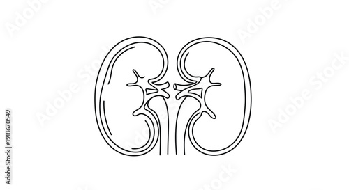 Kidney Pair, Medical Anatomy Single Line Drawing