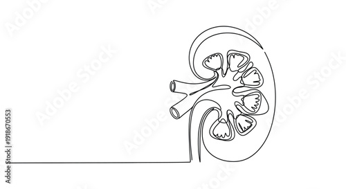 Kidney Cross Section, Medical Anatomy Single Line Art