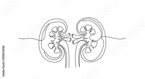 Kidneys with arteries and veins in single line drawing