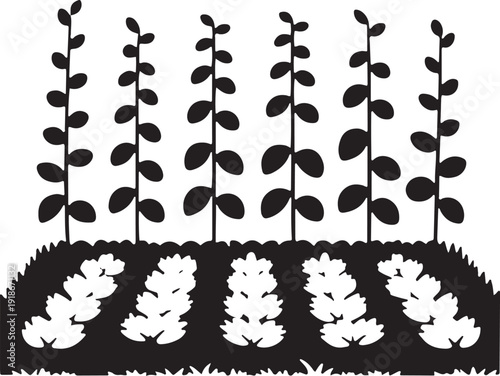 Garden with rows of young plants growing in soil with grass silhouette black and white