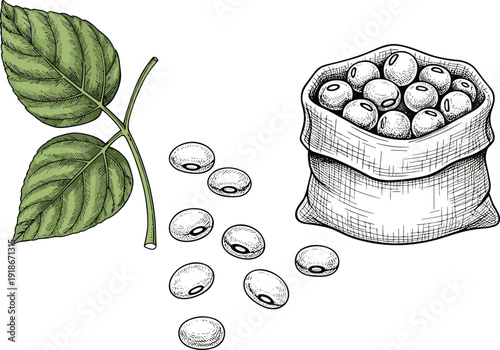Soybean plant and beans hand drawn illustration with sack of soy seeds vintage botanical engraving agriculture food ingredient isolated artwork