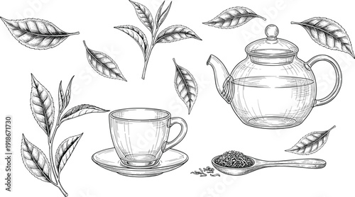 Tea leaves engraving set with glass teapot cup and dried herbal tea spoon vintage botanical line art illustration collection