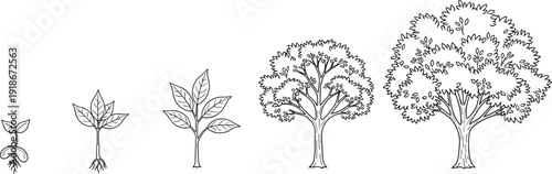 Tree growth stages line art illustration, plant life cycle seedling to mature tree botanical development hand drawn vector outline set