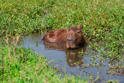 Capybara swimming in a pond in its natural habitat in El Palmar National Park