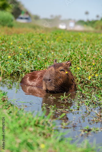 Capybara swimming in a pond in its natural habitat in El Palmar National Park