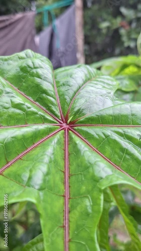 Fresh Green Gedi or Abelmoschus Manihot Leaves Growing in Tropical Organic Garden for Healthy Vegetable Concept