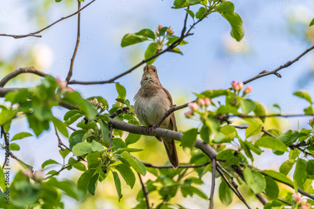 Fototapeta premium Thrush Nightingale, Luscinia luscinia. A bird sits on a tree branch and sings