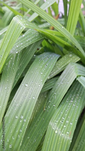 Fresh Green Bawang Dayak Leaves with Raindrops in Tropical Organic Garden for Herbal Medicine Concept