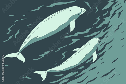 Two pale beluga whales surfacing in dark tranquil ocean waters with stylized waves
