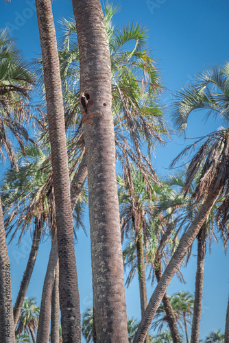 Woodpecker building its nest on the trunk of a palm tree in El Palmar National Park in Entre Ríos