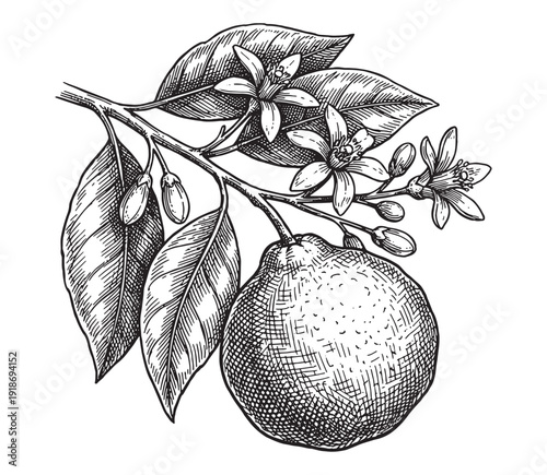 Bergamot Citrus Fruit on Branch with Leaves and Blossoms Illustration