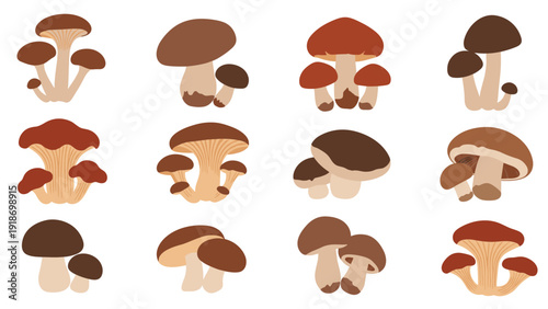 Set of twelve different mushroom illustrations showing various shapes colors and clusters for nature and food design.