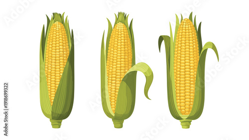 Three fresh yellow corn cobs with green husks in various states of being peeled shown on a plain white background.