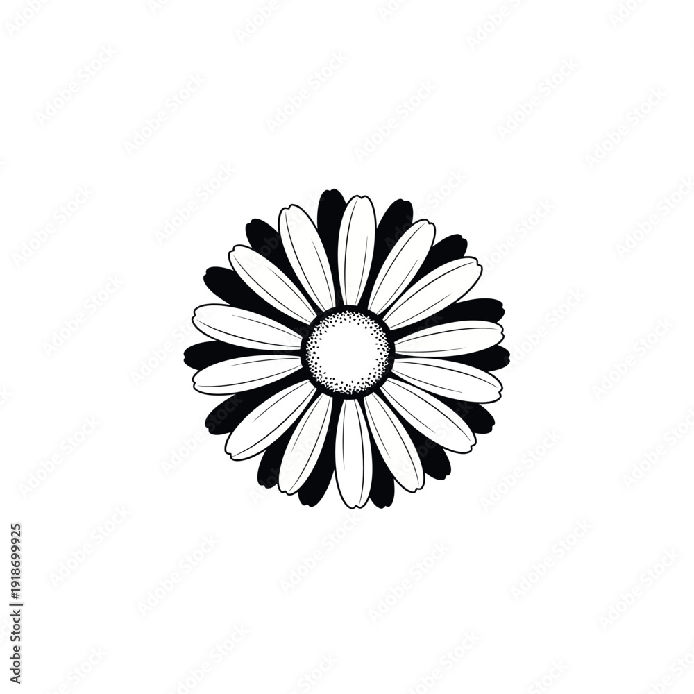 Fototapeta premium Black and white daisy flower illustration.