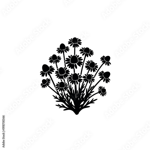 Chamomile flowers silhouette vector illustration.