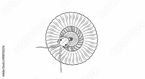 Detailed Black and White Nautilus Shell Illustration.