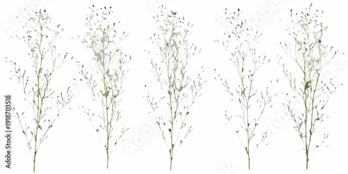 Delicate wildflower stems with small white blossoms against a white background