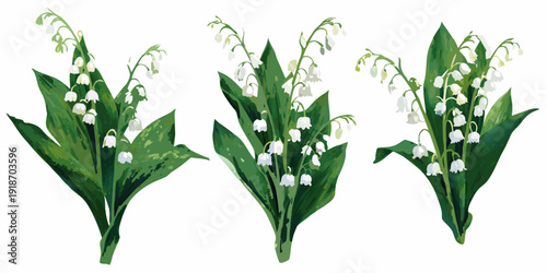 Three delicate stems of lily of the valley with green leaves displayed