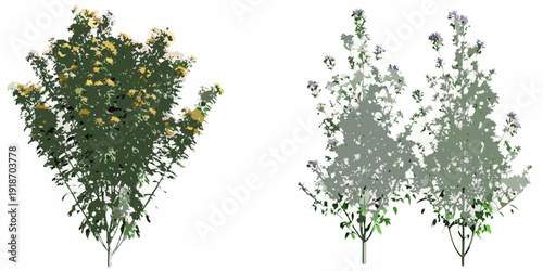 Two flowering shrubs isolated on a white background side by side