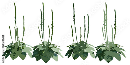 A stylized illustration of several clumps of green plants with tall stalks