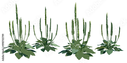 Four clumps of vibrant green plantain weeds with tall flower spikes