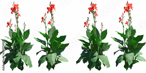 Four vibrant red canna lily plants isolated on a white background