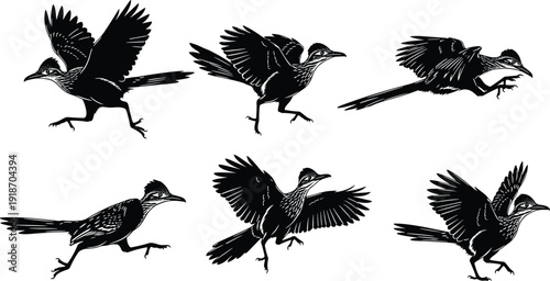 Roadrunner bird silhouette collection showing running and flying poses isolated on white background, detailed wildlife vector illustration set
