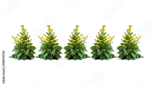 Five green plants with yellow flowers in a row bush